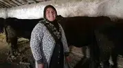 Hınıs'ta Kırsalda Bereket Projesi ile Aile İşletmelerinde İlk Buzağı Sevinci