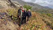 Üzümlü'de bağcılık mesaisi: Kaymakam Hökelekli üretim sahasına indi