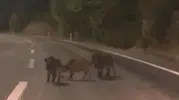 Andırın çevre yolunda gece yarısı beklenmedik misafirler: Domuz sürüsü trafiği kesti