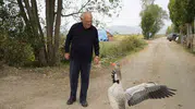 Sürüden dışlanan Junior'ın yeni yuvası İsmail dedenin yanı oldu