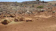 Dağ ceylanlarının yuvasına izinsiz müdahale eden şahsa ağır fatura