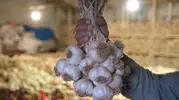 Çorum'un Üyük Sarımsağı artık tescilli bir marka