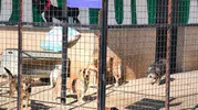 Germencik Belediyesi'nden can dostlar için sıcak yuva çağrısı