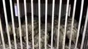 Van'da yasa dışı avcılığa ağır fatura: 27 keklik kurtarıldı, 211 bin lira ceza kesildi
