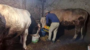 Eskişehir’deki dev danalar Guinness’e aday