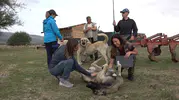 İtalyan Uzmanlar Türk Çoban Köpeklerini İnceledi