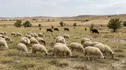 Eskişehir’de Hayvancılığın En Yoğun Olduğu İlçeler Hangileri?