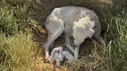 Merada Beklenmedik An! Akbaş 4 Yavru Dünyaya Getirdi