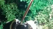 Karayılan'da Uçurumda Mahsur Kalan İnek İş Makinesiyle Kurtarıldı