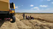 Kars'ta biçerdöverler tek tek mercek altında: Hasat kaybına sıfır tolerans