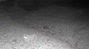 Tunceli'nin sessiz sakin avcısı fotokapana yakalandı: Vaşak gece yürüyüşünde