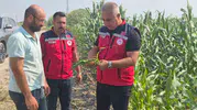 Antakya'da mısır hasadı tarlada denetimle sürüyor: Müdür Türkmen üreticiyle buluştu