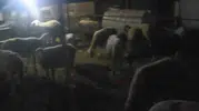 Jandarmanın dronu 50 koyunu 4 kilometre ötede buldu
