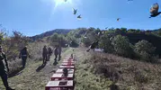 Zonguldak ormanlarında sülün popülasyonunu artırmak için yeni adım