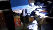 Tokat'ta yasa dışı silah ticaretine jandarma darbesi: 11 şüpheli yakalandı