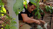 İskenderun'da boru hattına sıkışan yavru kedi için seferberlik