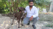 Sarıçam'da köpeğe vahşi saldırı güvenlik kamerasına yansıdı