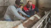 Aydıntepe'de hayvancılıkta hastalıkla mücadele dönemi: Şap aşısı ve küpeleme mesaisi