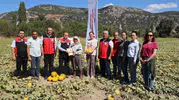 Muğla'da Ata tohumu seferberliği: Susuz yetişen Yayla kavununda hasat dönemi
