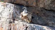 Artvin'in sarp zirvelerinde kızıl akbabaların gizli yaşamı görüntülendi