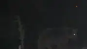 Pülümür ilçe merkezine kadar inen ayılar kameralara yansıdı