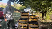 Erzincan'ın asırlık bağlarında Cimin Üzümü bereketi: Hasat başladı