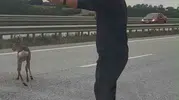 Samsun-Ankara kara yolunda yaralı geyiğe duyarlı müdahale