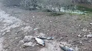 Ayvacık Barajı'nda alarm: İçme suyu kaynağında toplu balık ölümleri yaşanıyor