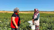 İhsaniye'de turşuluk salatalık mesaisi: Kadın üreticiler tarlada buluştu