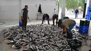 Muğla ekonomisinin dış ticaret gücü su ürünleri ve madencilikle yükseliyor