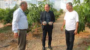 Erzin'de tropikal tarım hamlesi: Avokado ve mango üretimi yerinde incelendi