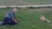 Demirözü'nde piknik keyfi: Tilki ile vatandaşın beklenmedik yakınlaşması