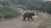 Çankırı ormanlarında yaban hayatı fotokapanla kayıt altına alındı