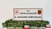 Alanya'da jandarmadan uyuşturucu baskını: Evinde kenevir ve esrar bulundu