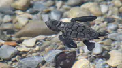Aydın sahillerinde caretta caretta bereketi: 214 yavru güvenle denize ulaştı