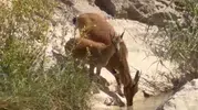 Darende'nin sarp yamaçlarından Tohma Çayı'na sürpriz ziyaret