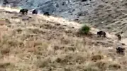 Yüksekova'da hasat öncesi domuz istilası: Bir yıllık emek bir gecede yok oldu