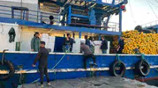 Didim’de hamsi avında kota takibi: Ekipler sahada denetimleri sıkılaştırdı