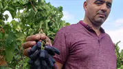 Sarıgöl bağlarında yeni dönem: Sweet Sapphire üzümü ilk hasadıyla üreticinin radarına girdi