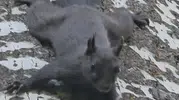 Tunceli Pülümür'ün ormanlarında nadir rastlanan kara sincap objektiflere yansıdı