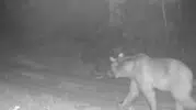 Çankırı ormanlarında yaban hayatı fotokapanlara yansıdı