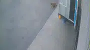 Afyonkarahisar'da vicdansız sürücü köpeğe çarpıp olay yerinden kaçtı