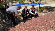 Denizli Güney'de Antep fıstığı bereketi: Karaağaçlı'da ilk hasat heyecanı yaşandı