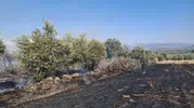 Hassa'da zeytinlikleri tehdit eden yangın büyümeden durduruldu