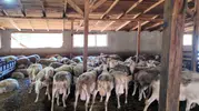 Ahırdan modern tesise uzanan yolculuk: Lacaune koyunlarıyla süt üretiminde yeni dönem