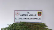Serik'te jandarma operasyonu: Ev ve arazide kenevir baskını