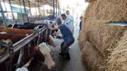 Aydın'da büyükbaş hayvanlar için şap aşısı seferberliği başladı