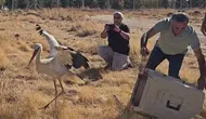 Ölen Eşini Terk Etmeyen Leylek Tedavi Sonrası Doğaya Döndü