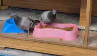 Eskişehir’de güvercinler açlığını kedi mamasıyla giderdi