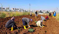 Diyarbakır'da kadınların kolektif gücü 18 dönümlük kent bostanında kışa hazırlanıyor